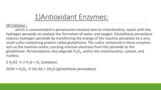 1)Antioxidant Enzymes:
(B) Catalase :
which is concentrated in peroxisomes located next to mitochondria, reacts with the
hydrogen peroxide to catalyze the formation of water and oxygen. Glutathione peroxidase
reduces hydrogen peroxide by transferring the energy of the reactive peroxides to a very
small sulfur-containing protein called glutathione. The sulfur contained in these enzymes
acts as the reactive center, carrying reactive electrons from the peroxide to the
glutathione. Peroxiredoxins also degrade H2O2, within the mitochondria, cytosol, and
nucleus.
2 H2O2 → 2 H2O + O2 (catalase)
2GSH + H2O2 → GS–SG + 2H2O (glutathione peroxidase)
 
