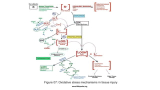 Oxidative stress and mitochondria | PPTX