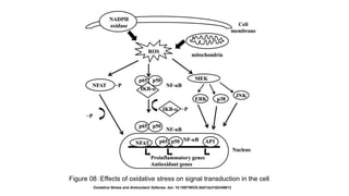 Oxidative stress and mitochondria | PPTX