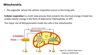 Oxidative stress and mitochondria | PPTX