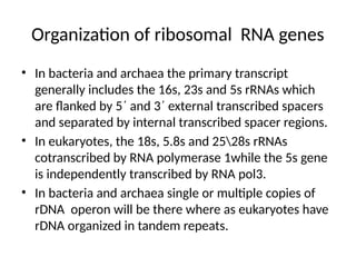 Ribosomal RNA Functions and Oxidative Stress Control Mechanisms in ...