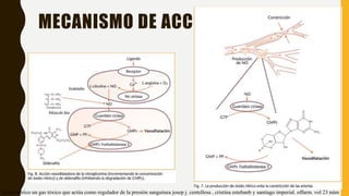 MECANISMO DE ACCION
óxido nítrico un gas tóxico que actúa como regulador de la presión sanguínea josep j. centellesa , cristina estebanb y santiago imperial. offarm. vol 23 núm
 