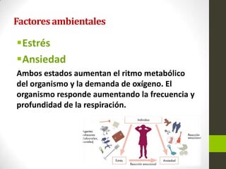 Factoresambientales
Estrés
Ansiedad
Ambos estados aumentan el ritmo metabólico
del organismo y la demanda de oxígeno. El
organismo responde aumentando la frecuencia y
profundidad de la respiración.
 