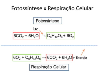Fotossíntese x Respiração Celular 
