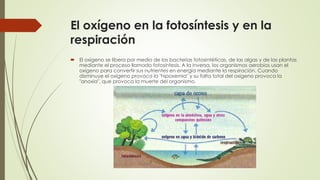 El oxígeno en la fotosíntesis y en la
respiración
 El oxígeno se libera por medio de las bacterias fotosintéticas, de las algas y de las plantas
mediante el proceso llamado fotosíntesis. A la inversa, los organismos aerobios usan el
oxígeno para convertir sus nutrientes en energía mediante la respiración. Cuando
disminuye el oxígeno provoca la "hipoxemia" y su falta total del oxígeno provoca la
"anoxia", que provoca la muerte del organismo.
 