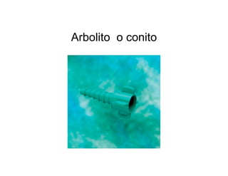 Arbolito o conito
 