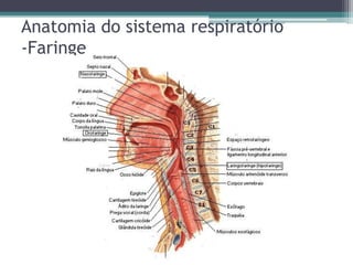 Anatomia do sistema respiratório
-Faringe
 