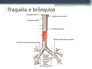 -Traquéia e brônquios
 