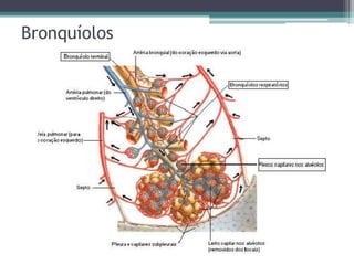 Bronquíolos
 