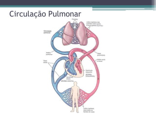 Circulação Pulmonar
 