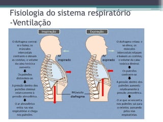 Fisiologia do sistema respiratório
-Ventilação
 