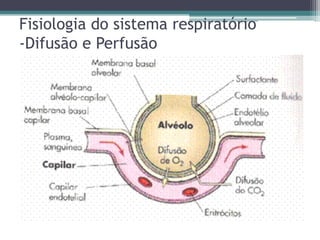 Fisiologia do sistema respiratório
-Difusão e Perfusão
 