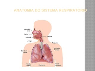 ANATOMIA DO SISTEMA RESPIRATÓRIO
 