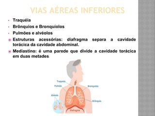 VIAS AÉREAS INFERIORES
▪ Traquéia
▪ Brônquios e Bronquíolos
▪ Pulmões e alvéolos
⦿ Estruturas acessórias: diafragma separa a cavidade
torácica da cavidade abdominal.
⦿ Mediastino: é uma parede que divide a cavidade torácica
em duas metades.
 