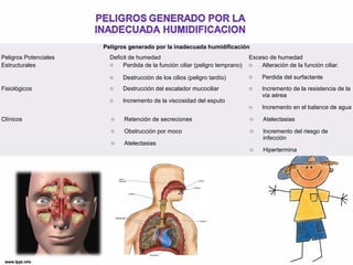 Peligros generado por la inadecuada humidificación 
Peligros Potenciales Deficit de humedad Exceso de humedad 
Estructurales o Perdida de la función ciliar (peligro temprano) 
o Destrucción de los cilios (peligro tardío) 
o Alteración de la función ciliar. 
o Perdida del surfactante 
Fisiológicos o Destrucción del escalador mucociliar 
o Incremento de la viscosidad del esputo 
o Incremento de la resistencia de la 
vía aérea 
o Incremento en el balance de agua 
Clínicos o Retención de secreciones 
o Obstrucción por moco 
o Atelectasias 
o Atelectasias 
o Incremento del riesgo de 
infección 
o Hipertermina 
 
