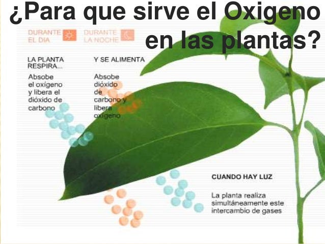 Como Captan El Oxigeno Las Plantas