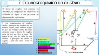 CICLO BIOGEOQUÍMICO DO OXIGÊNIO
O átomo de oxigênio está presente na
atmosfera, na composição dos seres vivos, na
molécula de água, e em processos de
decomposição, entre outros.
• Fotossíntese -1
• Respiração - 2
• Evapotranspiração - 3
• Precipitação - 4
• Ingestão/absorção - 5
• Predação - 6
• Decomposição - 7
O ciclo biogeoquímico do oxigênio
estuda a passagem de oxigênio de um
deposito a outro, como acontece no pelo
processo de predação dentro da cadeia
alimentar, onde o átomo de oxigênio
passa de um ser vivo a outro. Até
mesmo o processo do ciclo da água
constitui a passagem do átomo de
oxigênio pra um meio físico ou
químico.
 