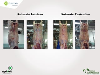 Animais Inteiros Animais Castrados
 