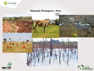 Situação Pastagens e Seca
 