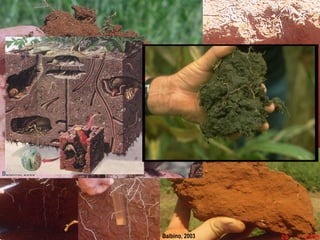 Balbino, 2003
Balbino, 2003
 