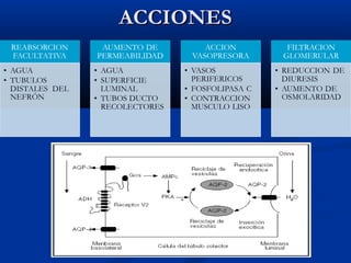 ACCIONESACCIONES
 