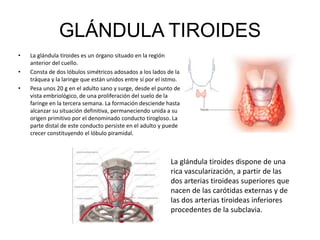 GLÁNDULA TIROIDES
• La glándula tiroides es un órgano situado en la región
anterior del cuello.
• Consta de dos lóbulos simétricos adosados a los lados de la
tráquea y la laringe que están unidos entre sí por el istmo.
• Pesa unos 20 g en el adulto sano y surge, desde el punto de
vista embriológico, de una proliferación del suelo de la
faringe en la tercera semana. La formación desciende hasta
alcanzar su situación definitiva, permaneciendo unida a su
origen primitivo por el denominado conducto tirogloso. La
parte distal de este conducto persiste en el adulto y puede
crecer constituyendo el lóbulo piramidal.
La glándula tiroides dispone de una
rica vascularización, a partir de las
dos arterias tiroideas superiores que
nacen de las carótidas externas y de
las dos arterias tiroideas inferiores
procedentes de la subclavia.
 