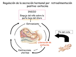 Regulación de la secreción hormonal por retroalimentación
                    positiva: oxitocina

                     INICIO
              Empuje del niño sobre la
               parte baja del útero

                    Estiramiento


                                                Fin del ciclo



                                Liberación de
                                  oxitocina

            Contracciones
              uterinas
 
