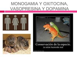 MONOGAMIA Y OXITOCINA,
VASOPRESINA Y DOPAMINA
 