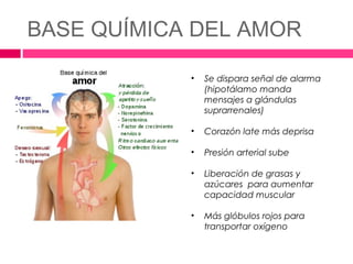 BASE QUÍMICA DEL AMOR

            •   Se dispara señal de alarma
                (hipotálamo manda
                mensajes a glándulas
                suprarrenales)

            •   Corazón late más deprisa

            •   Presión arterial sube

            •   Liberación de grasas y
                azúcares para aumentar
                capacidad muscular

            •   Más glóbulos rojos para
                transportar oxígeno
 