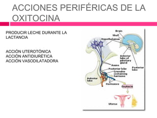 ACCIONES PERIFÉRICAS DE LA
  OXITOCINA
PRODUCIR LECHE DURANTE LA
LACTANCIA


ACCIÓN UTEROTÓNICA
ACCIÓN ANTIDIURÉTICA
ACCIÓN VASODILATADORA
 