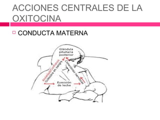 ACCIONES CENTRALES DE LA
OXITOCINA
   CONDUCTA MATERNA
 