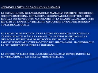 ACCIONES A NIVEL DE LA GLANDULA MAMARIA : LA ESTIMULACION DE LAS GLANDULAS MAMARIAS TAMBIEN HACE QUE SE SECRETE OXITOCINA, CON LO CUAL SE CONTRAE EL MIOEPITELIO QUE RODEA A LOS CONDUCTOS ALVEOLARES EN LA GLANDULA MAMARIA, ESTE REFLEJO DE EXPULSION DE LECHE NO OCURRE EN CASO DE AUSENCIA TOTAL DE OXITOCINA. EL ESTIMULO DE SUCCION  EN EL PEZON MAMARIO DESENCADENA LA TRANSMISION DE SEÑALES A TRAVES  DE NERVIOS SENSITIVOS A LAS NEURONAS SECRETORAS DE OXITOCINA DE LOS NUCLEOS  PARAVENTRICULARES YSUPRAOPTICO DEL HIPOTALAMO , HACIENDO QUE LA NEUROHIPOFISIS LIBERE LA HORMONA. LA OXITOCINA LLEGA POR LA SANGRE A LAS MAMAS DONDE INDUCE LA CONTRACCION DE LAS CELULAS MIOEPITELIALES. 