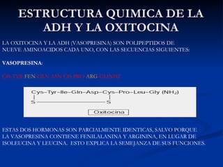 ESTRUCTURA QUIMICA DE LA ADH Y LA OXITOCINA LA OXITOCINA Y LA ADH (VASOPRESINA) SON POLIPEPTIDOS DE NUEVE AMINOACIDOS CADA UNO, CON LAS SECUENCIAS SIGUIENTES: VASOPRESINA :  CIS-TYR- FEN -GLN-ASN-CIS-PRO- ARG -GLINH2 ESTAS DOS HORMONAS SON PARCIALMENTE IDENTICAS, SALVO PORQUE LA VASOPRESINA CONTIENE FENILALANINA Y ARGININA, EN LUGAR DE ISOLEUCINA Y LEUCINA.  ESTO EXPLICA LA SEMEJANZA DE SUS FUNCIONES. 