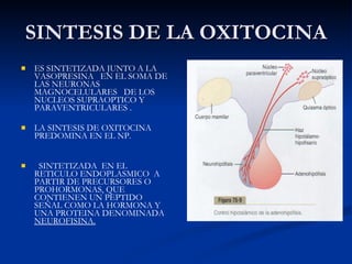 SINTESIS DE LA OXITOCINA ES SINTETIZADA JUNTO A LA VASOPRESINA  EN EL SOMA DE LAS NEURONAS MAGNOCELULARES  DE LOS NUCLEOS SUPRAOPTICO Y PARAVENTRICULARES . LA SINTESIS DE OXITOCINA PREDOMINA EN EL NP. SINTETIZADA  EN EL RETICULO ENDOPLASMICO  A PARTIR DE PRECURSORES O PROHORMONAS, QUE CONTIENEN UN PEPTIDO SEÑAL COMO LA HORMONA Y UNA PROTEINA DENOMINADA  NEUROFISINA. 