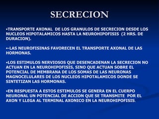 SECRECION TRANSPORTE AXONAL  DE LOS GRANULOS DE SECRECION DESDE LOS NUCLEOS HIPOTALAMICOS HASTA LA NEUROHIPOFISIS  (2 HRS. DE DURACION). -LAS NEUROFISINAS FAVORECEN EL TRANSPORTE AXONAL DE LAS HORMONAS. LOS ESTIMULOS NERVIOSOS QUE DESENCADENAN LA SECRECION NO ACTUAN EN LA NEUROHIPOFISIS, SINO QUE ACTUAN SOBRE EL POTENCIAL DE MEMBRANA DE LOS SOMAS DE LAS NEURONAS MAGNOCELULARES DE LOS NUCLEOS HIPOTALAMICOS DONDE SE SINTETIZAN LAS HORMONAS. EN RESPUESTA A ESTOS ESTIMULOS SE GENERA EN EL CUERPO NEURONAL UN POTENCIAL DE ACCION QUE SE TRANSMITE  POR EL AXON Y LLEGA AL TERMINAL AXONICO EN LA NEUROHIPOFISIS . 
