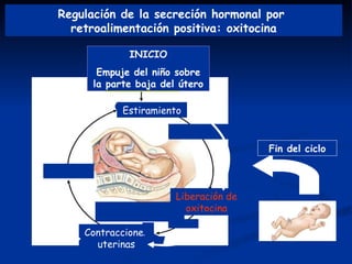 Estiramiento Regulación de la secreción hormonal por  retroalimentación positiva: oxitocina INICIO Empuje del niño sobre la parte baja del útero Liberación de oxitocina Fin del ciclo Contracciones uterinas 