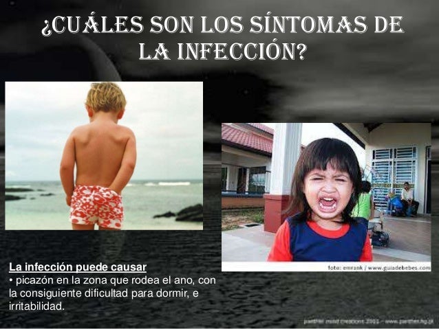 Como salen las lombrices a los gatos después de la medicina