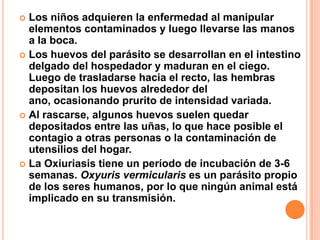 Los niños adquieren la enfermedad al manipular
elementos contaminados y luego llevarse las manos
a la boca.
 Los huevos del parásito se desarrollan en el intestino
delgado del hospedador y maduran en el ciego.
Luego de trasladarse hacia el recto, las hembras
depositan los huevos alrededor del
ano, ocasionando prurito de intensidad variada.
 Al rascarse, algunos huevos suelen quedar
depositados entre las uñas, lo que hace posible el
contagio a otras personas o la contaminación de
utensilios del hogar.
 La Oxiuriasis tiene un período de incubación de 3-6
semanas. Oxyuris vermicularis es un parásito propio
de los seres humanos, por lo que ningún animal está
implicado en su transmisión.


 