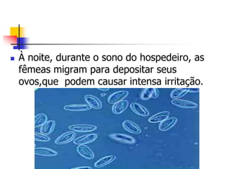    À noite, durante o sono do hospedeiro, as
    fêmeas migram para depositar seus
    ovos,que podem causar intensa irritação.
 