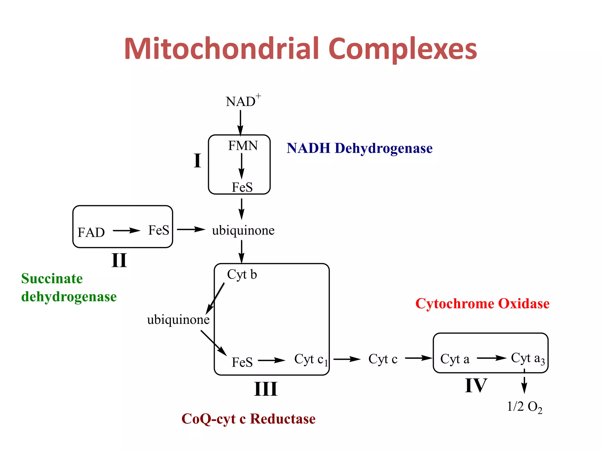 NAD+
FMN
FeS
ubiquinoneFAD FeS
Cyt b
FeS Cyt c1 Cyt c Cyt a Cyt a3
1/2 O2
ubiquinone
I
II
III IV
Mitochondrial Complexes
NADH Dehydrogenase
Succinate
dehydrogenase
CoQ-cyt c Reductase
Cytochrome Oxidase
 