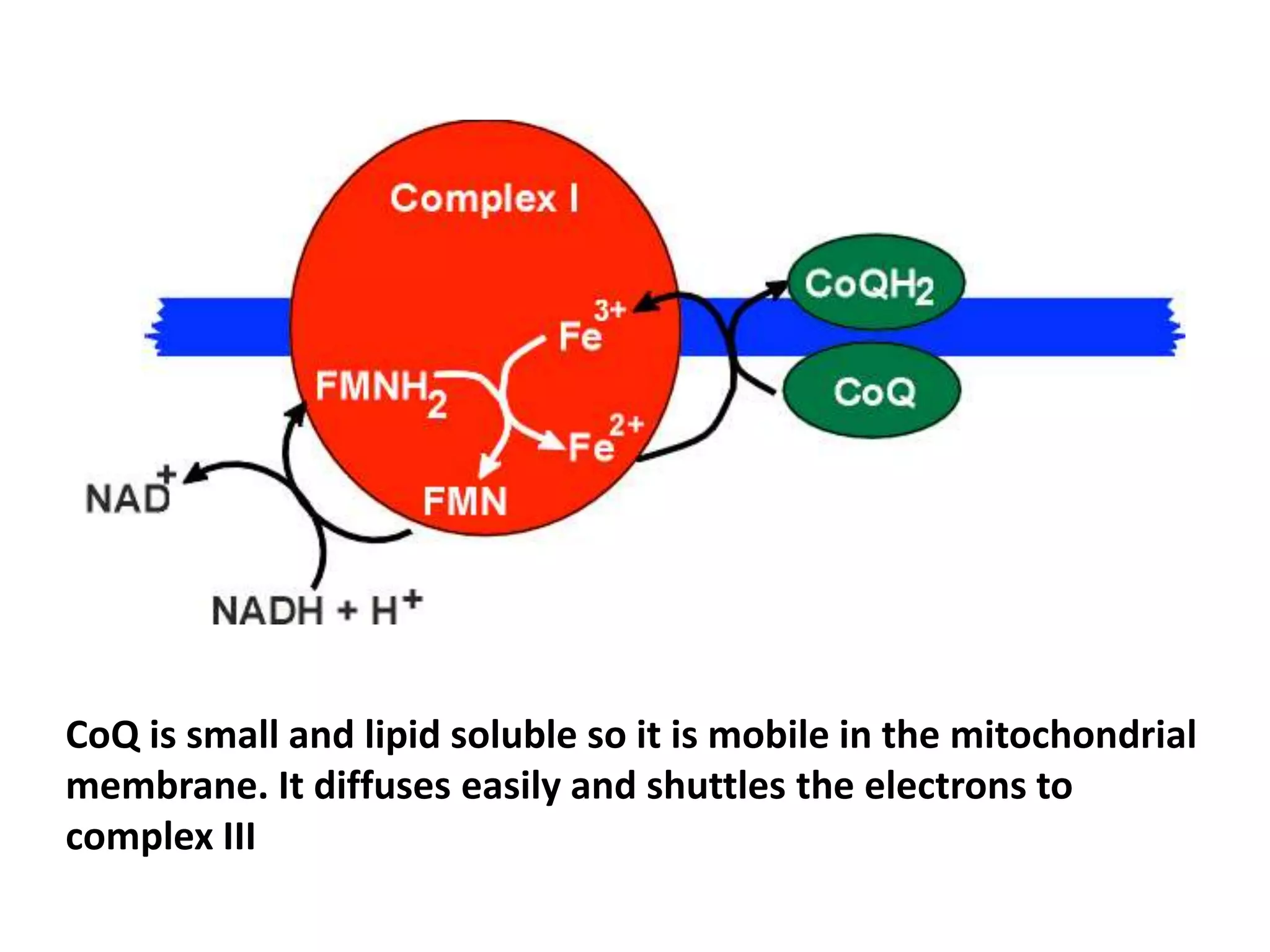 CoQ is small and lipid soluble so it is mobile in the mitochondrial
membrane. It diffuses easily and shuttles the electrons to
complex III
 