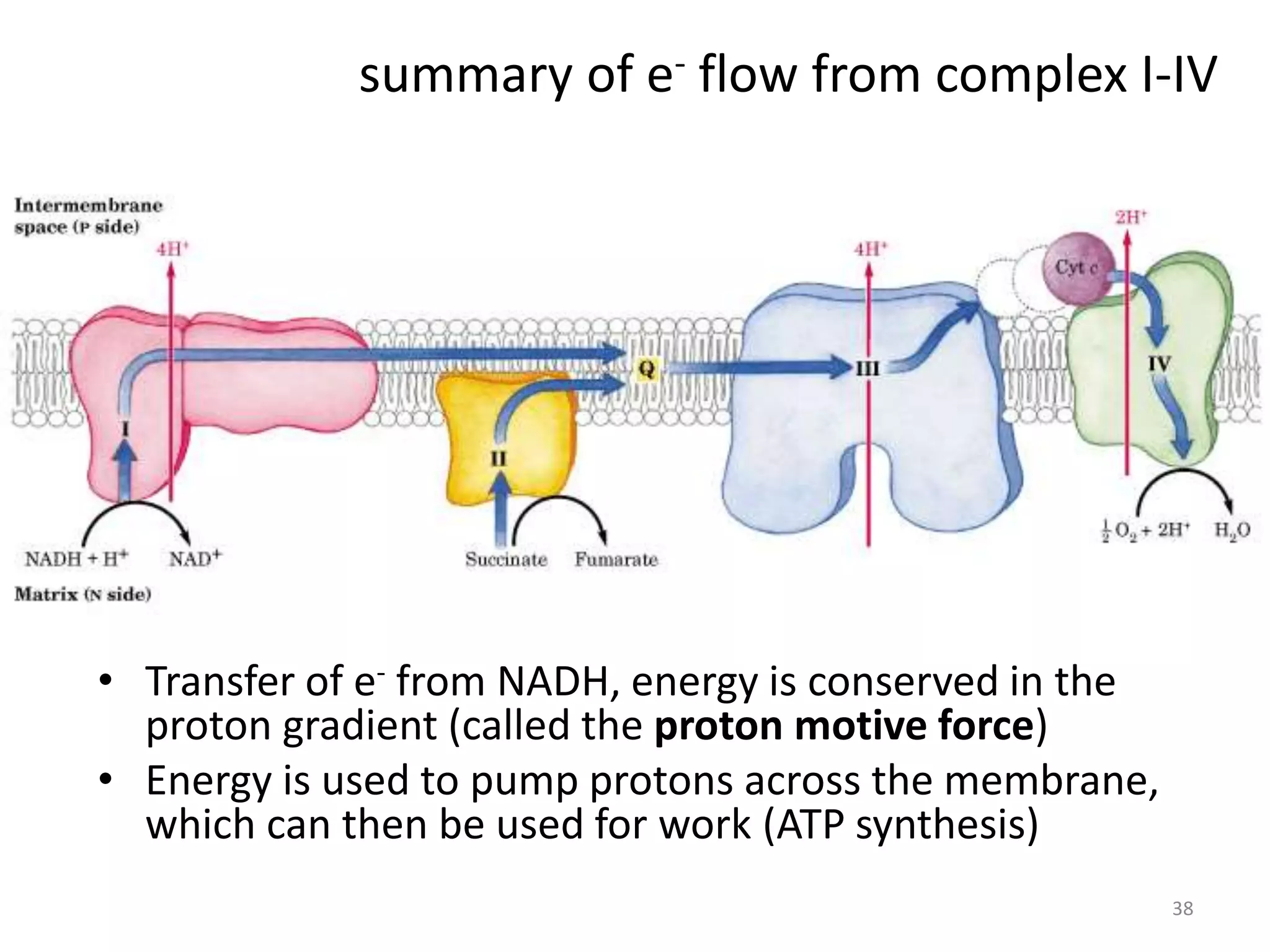 38
summary of e- flow from complex I-IV
• Transfer of e- from NADH, energy is conserved in the
proton gradient (called the proton motive force)
• Energy is used to pump protons across the membrane,
which can then be used for work (ATP synthesis)
 
