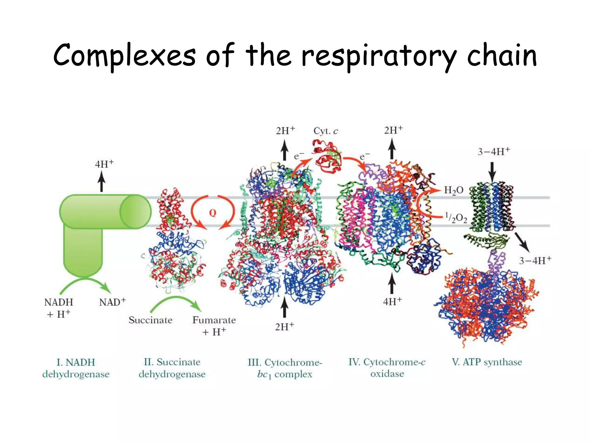 Complexes of the respiratory chain
 
