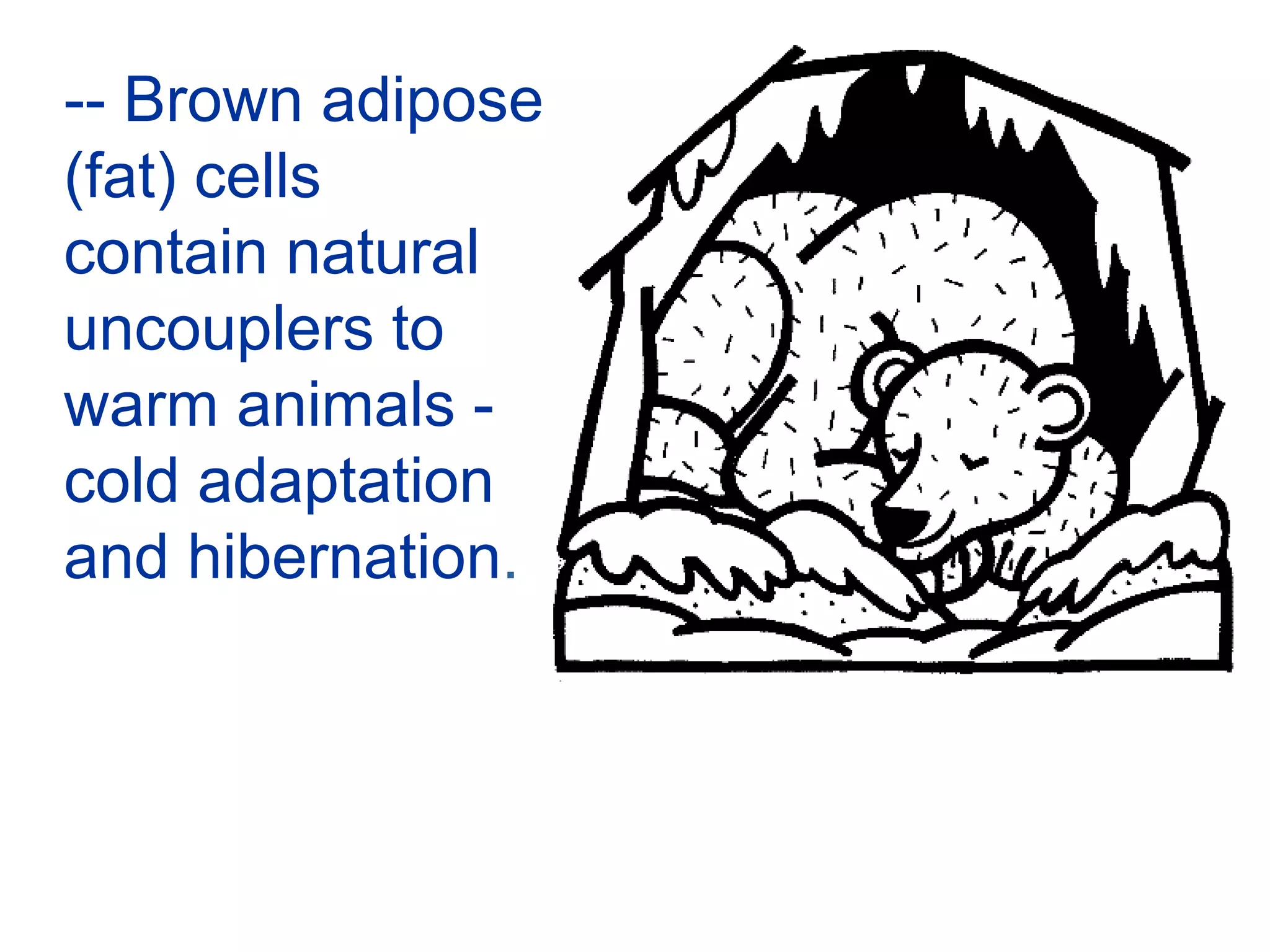 -- Brown adipose
(fat) cells
contain natural
uncouplers to
warm animals -
cold adaptation
and hibernation.
 