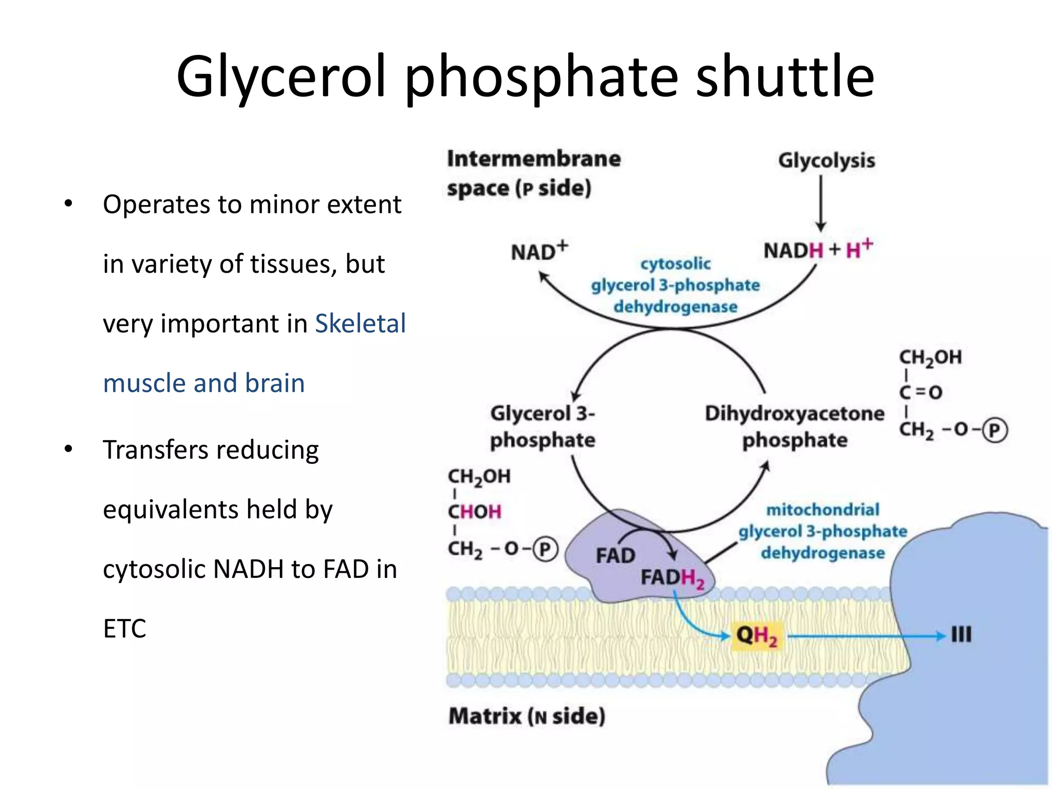 Glycerol phosphate shuttle
• Operates to minor extent
in variety of tissues, but
very important in Skeletal
muscle and brain
• Transfers reducing
equivalents held by
cytosolic NADH to FAD in
ETC
 