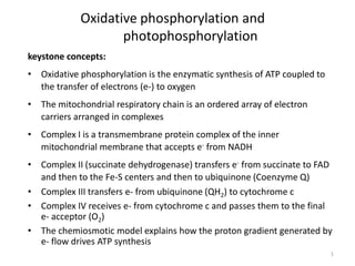 1
Oxidative phosphorylation and
photophosphorylation
keystone concepts:
• Oxidative phosphorylation is the enzymatic synthesis of ATP coupled to
the transfer of electrons (e-) to oxygen
• The mitochondrial respiratory chain is an ordered array of electron
carriers arranged in complexes
• Complex I is a transmembrane protein complex of the inner
mitochondrial membrane that accepts e- from NADH
• Complex II (succinate dehydrogenase) transfers e- from succinate to FAD
and then to the Fe-S centers and then to ubiquinone (Coenzyme Q)
• Complex III transfers e- from ubiquinone (QH2) to cytochrome c
• Complex IV receives e- from cytochrome c and passes them to the final
e- acceptor (O2)
• The chemiosmotic model explains how the proton gradient generated by
e- flow drives ATP synthesis
 