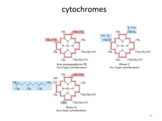 10
cytochromes
 
