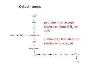 Cytochromes
NAD+
FMN
FeS
ubiquinoneFAD FeS
Cyt b
FeS Cyt c1 Cyt c Cyt a Cyt a3
1/2 O2
ubiquinone
proteins that accept
electrons from QH2 or
FeS
Ultimately transfers the
electrons to oxygen
 