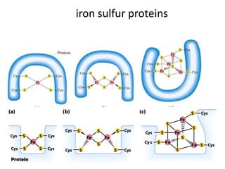 14
iron sulfur proteins
 
