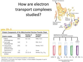 18
How are electron
transport complexes
studied?
 